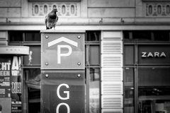 pigeon_to_go