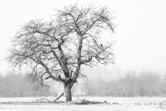 tree_white