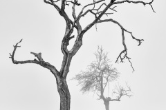 tree_white_II