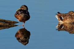 ducks_mirrored